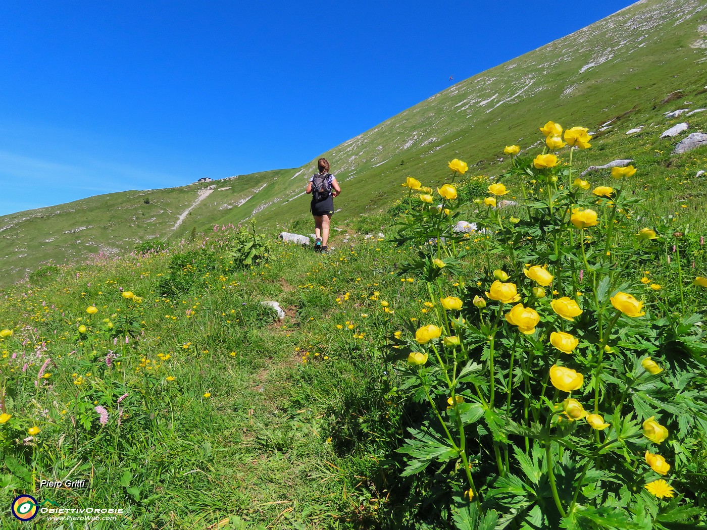 26 Pratoni fioriti di Trollius europaeus (Botton d'oro).JPG